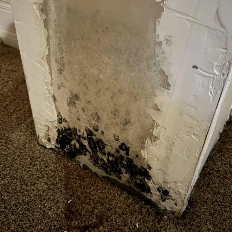 Professional Mold Removal in Union, NJ